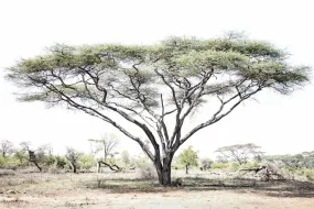 Lion Under Umbrella Tree