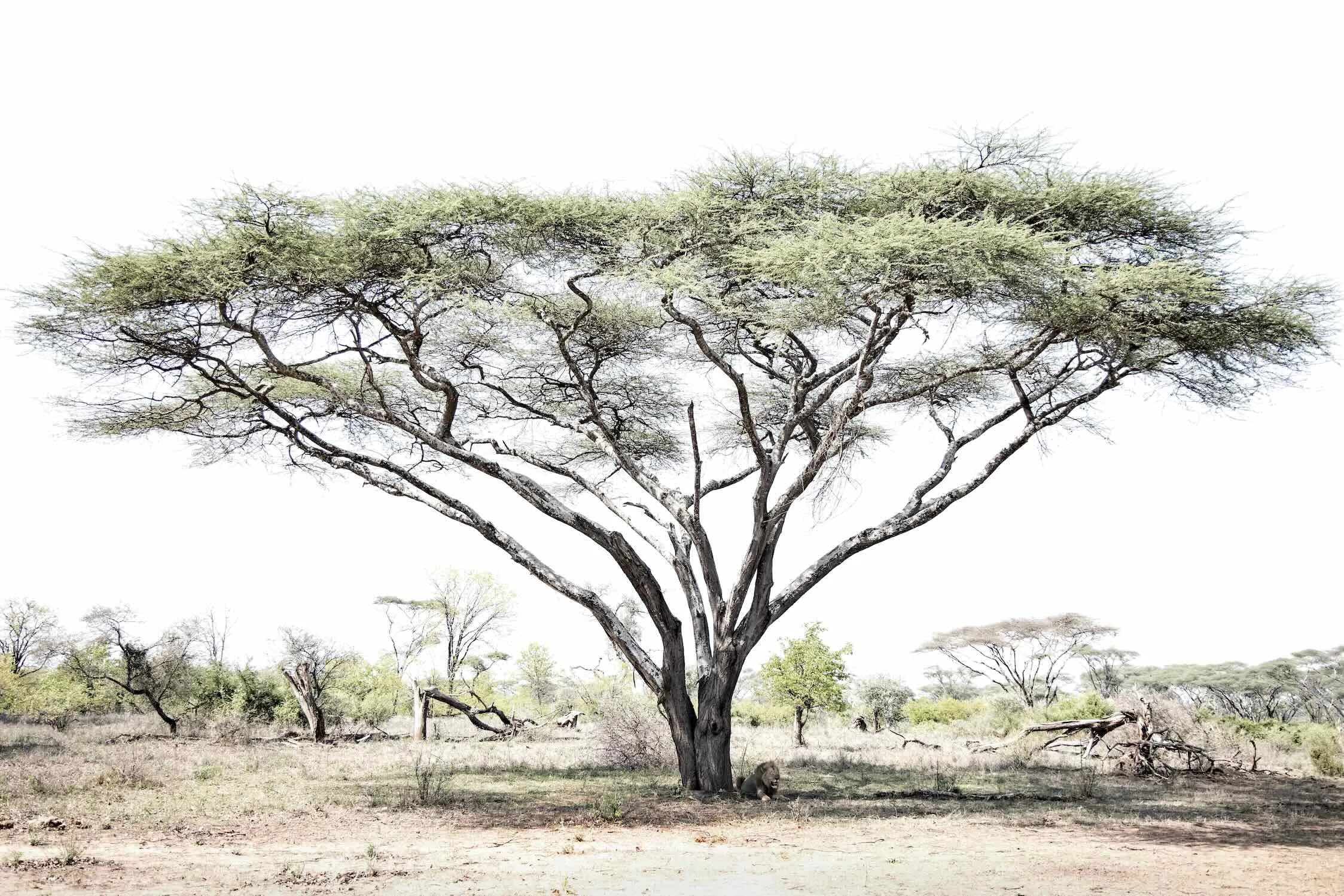 Lion Under Umbrella Tree