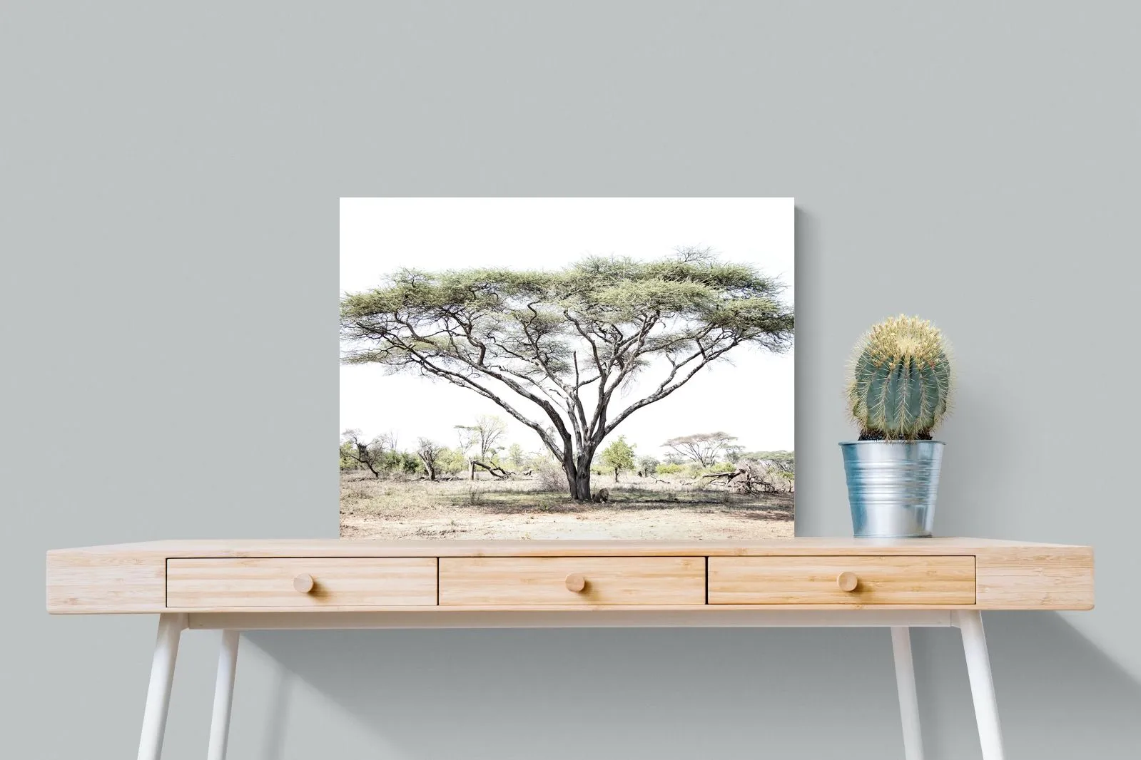 Lion Under Umbrella Tree